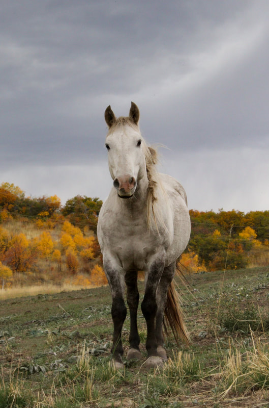A muscular wild horse from Colorado's Sand Wash Basin HMA stands in front of some fall colored trees and pasture. She is a grey with a dreadlocked mane and a pink nose.