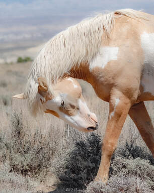 A Colorado Wild Mustang with palomino paint coloring and a tan mane and tail. He or she is bowing her head down toward her front left leg. 