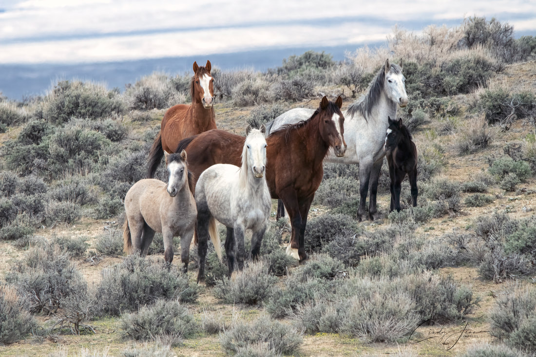 A small band of Colorado wild Horses standing in some sage brush. There are 6 of them. From left to right, there is a grill filly, a grey and white mare, a bay stallion with a white stripe, a sorrel mare in the background with a thick white blaze, a grey. mare, with a tiny black foal.