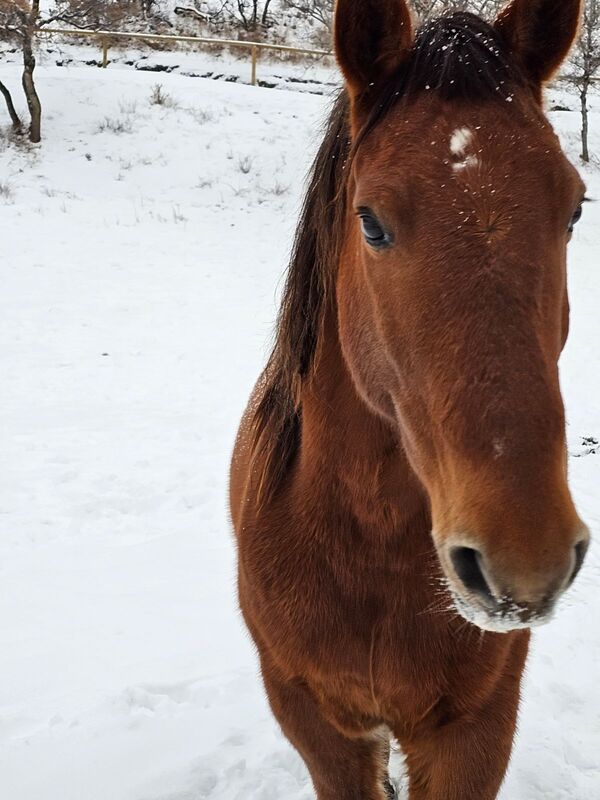 A Colorado wild horse that is a beautiful bay color with a dark brown mane stands in the snow facing the camera.