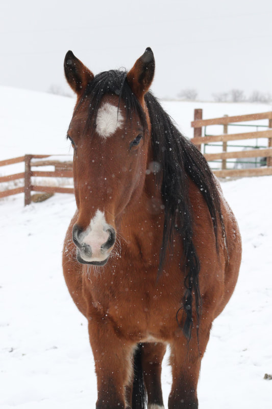 A beautiful bay Sand Wash Basin wild horse with a star and a white nose, and a black mane, stands in front of a wooden fence in the snow.